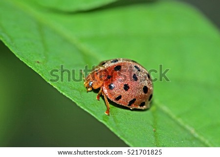 A beetle on leaf