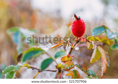 red fruits of rose hips, close up