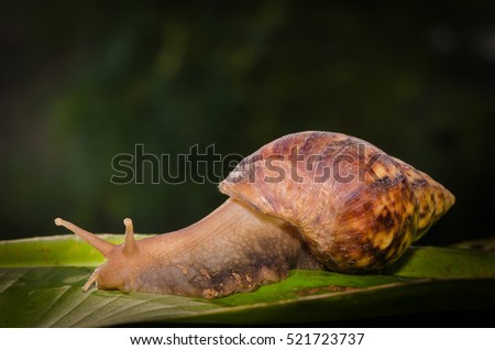 snail on the green leaf