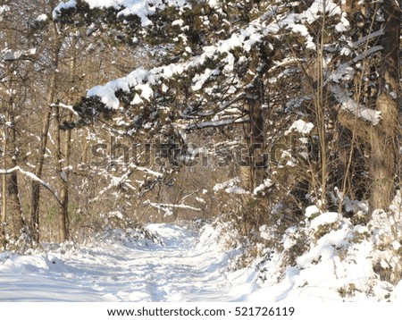 Pine tree woods coveres with snow