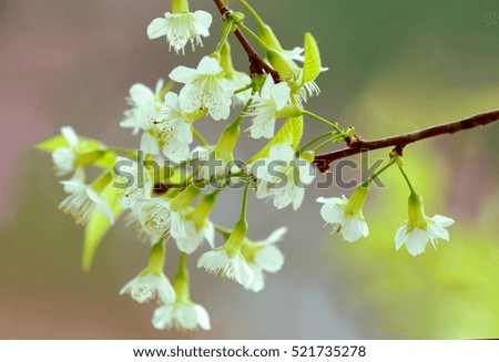 White Cherry Blossom or Sakura flower on nature background