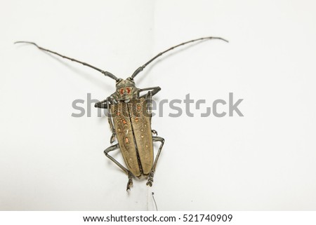 close up bug on white background