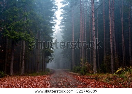 Mysterious fog among the trees in the road forest