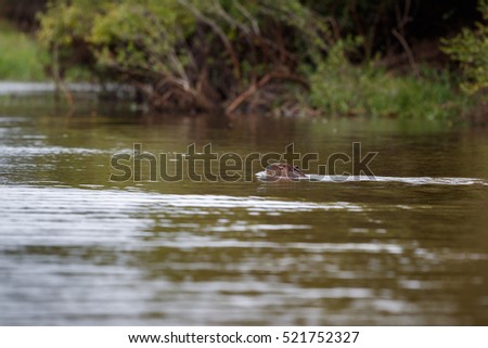 capybara in the nature habitat of northern pantanal, biggest rondent, wild america, south american wildlife, beauty of nature, giants 