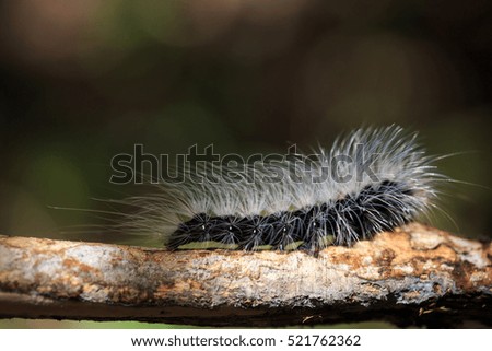 Hairy caterpillar dew covered and crawl on bark tree in the forest