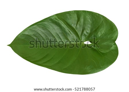 Isolated beautiful green Philodendron leaf plant on a white background. Closeup texture  useful for 3d texturing to create an exotic tropical nature outdoors