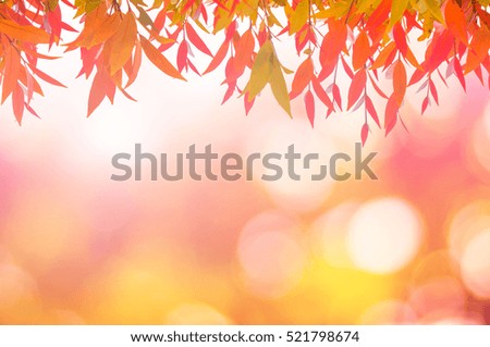 Natural red leaves white background.