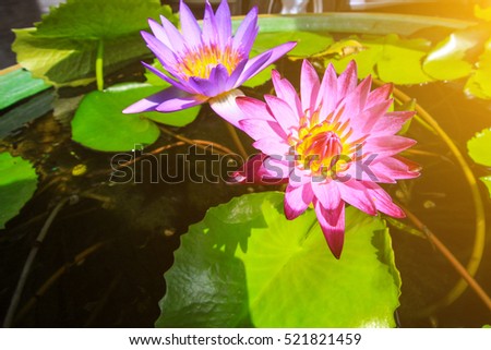 lotus sun light
