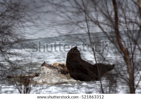 Brown bear awoke from hibernation, then killed young elk on lake ice, part ate and sleeping on carcass as pillow - predator guarding its kill. Beast heard photographer and stands, unique picture