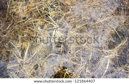 Photo of green grass beneath the surface of the river, downstream discussed as an abstract, blurred natural background. Horizontal view.