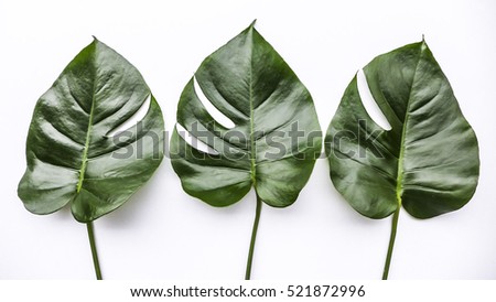 Big green leaf for flower arrangement / Monstera leaf / Popular choice of florist using exotic jungle plant leaf