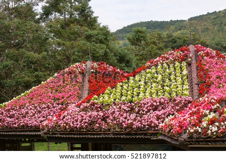 Beautiful garden on roof ,colorful begonias growing top of the roof ,makes the way of high gardening or creation.