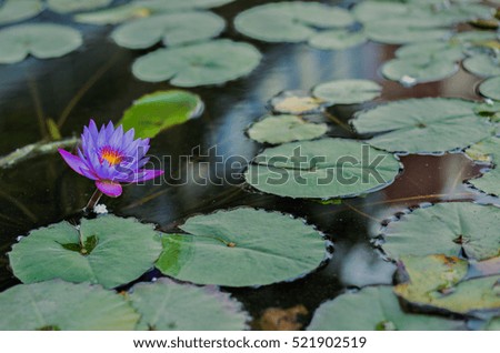 Deep blue water lily flower background.