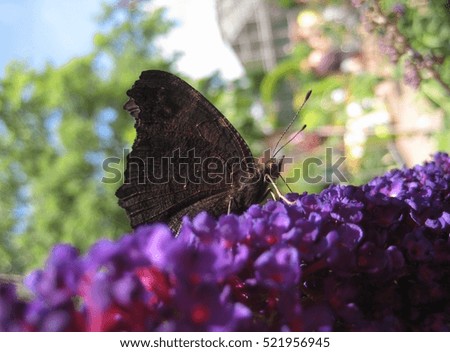 macro photo of a butterfly with velvet wings on a bright purple flower as the background for design and print 