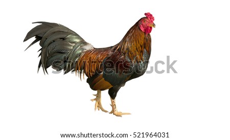 chicken bantam, Rooster isolated on white. with clipping paths