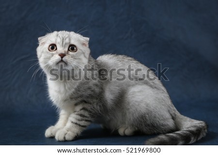 Portrait of cat scottish fold on dark blue background