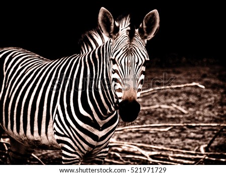 Beautiful african zebra. Creative artwork of South African wildlife. Exotic image of african safari & wild animals during travel to Africa. Amazing unique photo of plains zebra Stylish vintage design 
