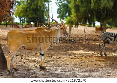 antelope in nature standing under a tree. horned animal looks into the camera. kudu antelope