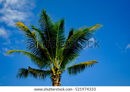 coconut tree leaf blue sky background 