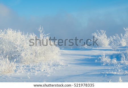 Beautiful landscape with trees covered by snow. Cold day in the snowy winter forest. Toned.