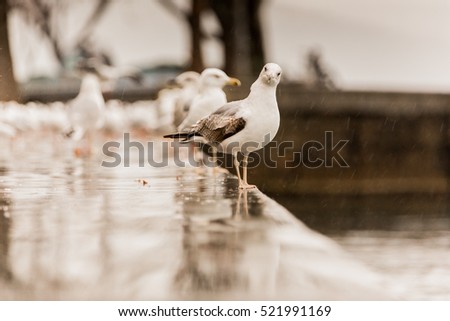 Curious seagulls on a rainy day