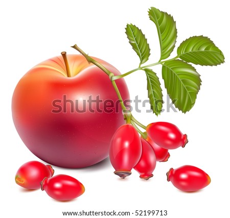 Vector illustration.  Red ripe apples and rose hip (dog rose hips).