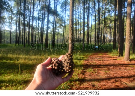 pine cones on hand