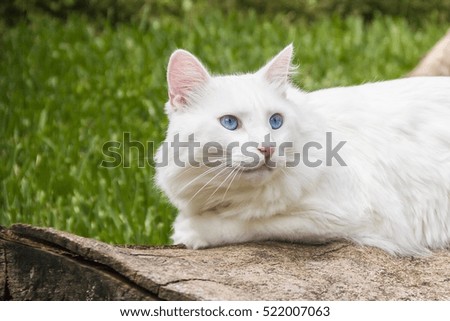 Wonderful white cat blue eyes seeing