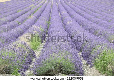 row of lavender field. beautiful purple color with young fresh green grass. this picture was taken in France