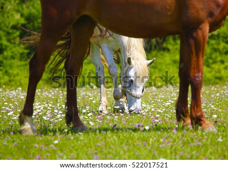 Horses grazing grass and flowers in a field