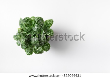 Top view plant in pot isolated on white desk background Royalty-Free Stock Photo #522044431