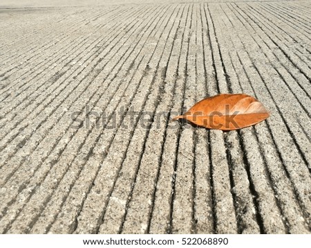 an orange leaf on concrete background  with lines