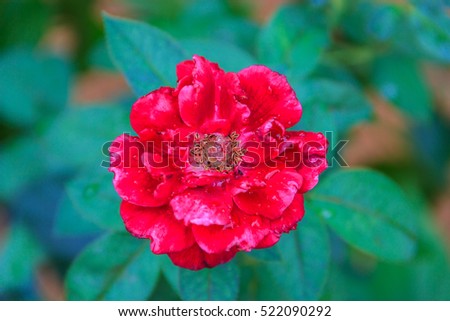 natural red rose with leaf