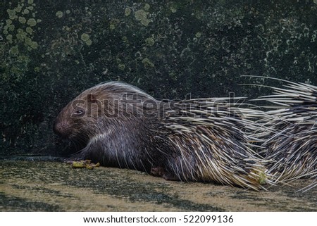close up porcupine (Hystrix brachyura)
