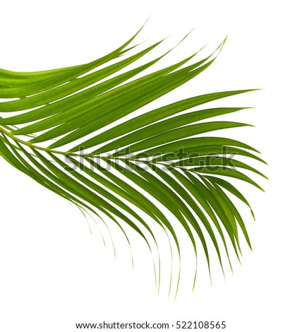 Green coconut leaves frame isolated on white background
