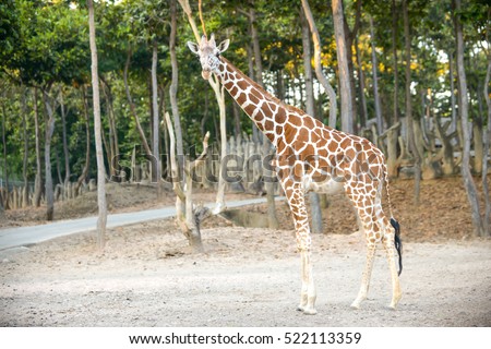 Standing young reticulated giraffe and looking around