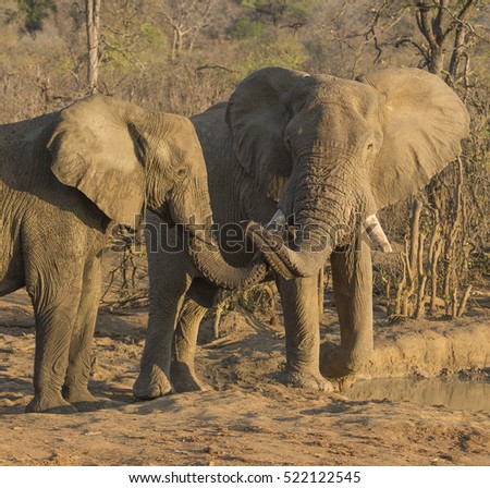 Elephants, Loxodonta, young bulls playing at waterhole, with trunks crossed and showing broken ivory tusks with dusty background. Kruger National Park, South Africa