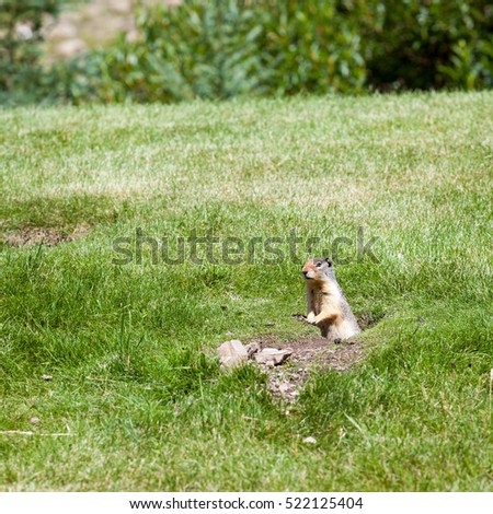 North American ground squirrel. An inquisitive ground squirrel at the entrance to his burrow on a grassy bank on a sunny day.