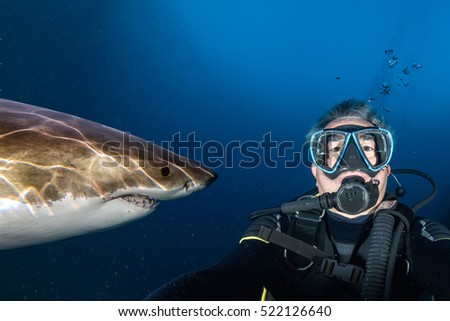 Great white shark ready to attack a scuba diver