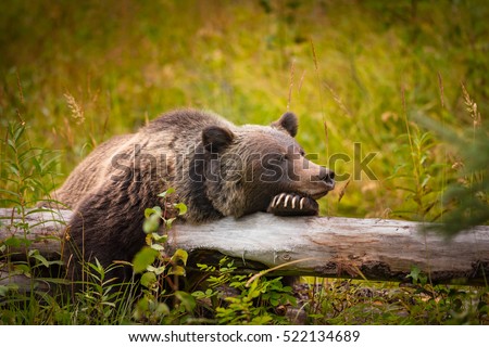 Wild Eastern Slopes Grizzly bear taking a rest in a mountain forest in summer Banff National Park Alberta Canada Royalty-Free Stock Photo #522134689