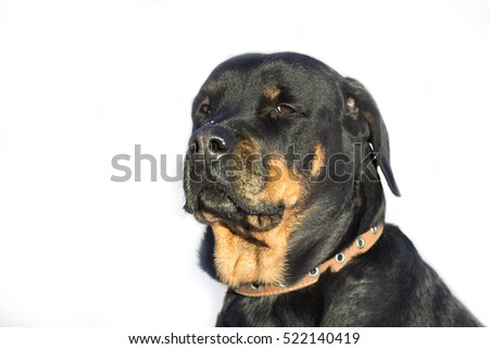 Young sad girl breed Rottweiler, with drooping ears.