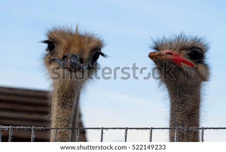 Two ostrich heads