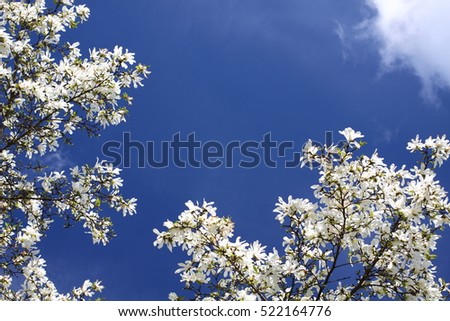 magnolia blossoms against the blue sky/ magnolia blossoms against the blue sky