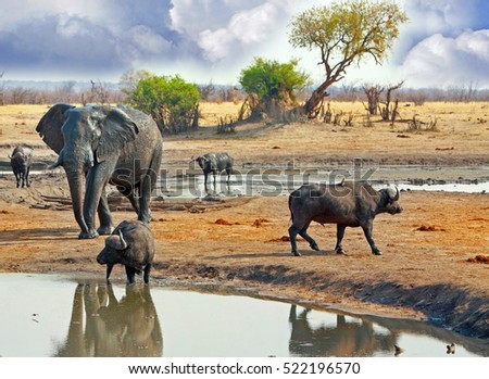 A large elephant stands behind buffalo who are at a waterhole with an acacia tree and cloudy sky in the background, in Hwange National Park, Zimbabwe, Southern Africa Royalty-Free Stock Photo #522196570