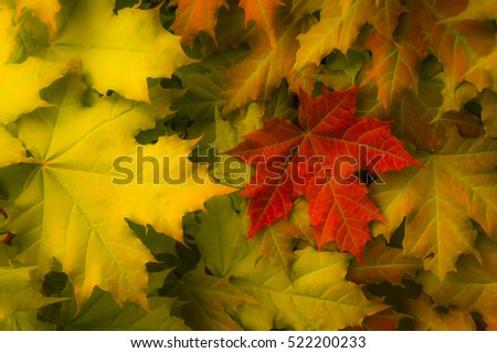 maple leaves yellow and green with big red bright sheet in the right part of the photo, fuzzy and soft, autumnal look, processed, nature close-up, background