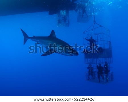 White Shark and Cage