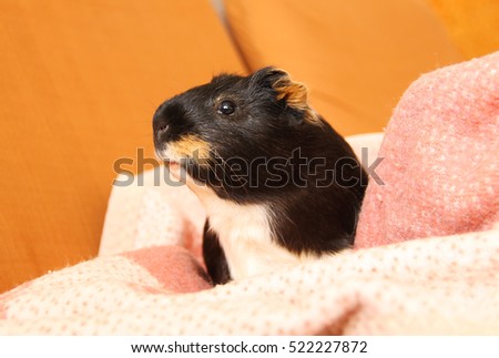 cute tricolor guinea pig on the pink blanket
