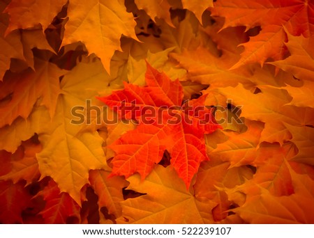 maple leaves yellow, orange and red flowers with large bright sheet in the middle of the photo, crisp, dark, autumn view, processed, nature close-up, full of color, background