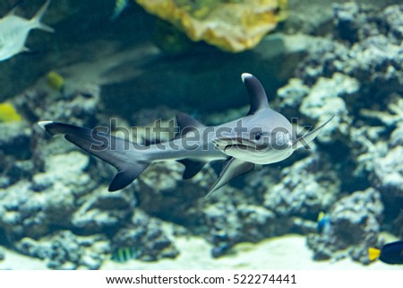 A whitetip reef shark, Triaenodon obesus