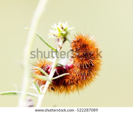 A hairy caterpiller found in Mexico. Orange maroon hairy fuzzy caterpillar picture.